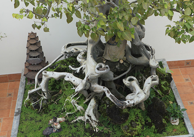 Cây bồ đề có bộ rễ ảo diệu, có tiền thiếu duyên cũng không mua được